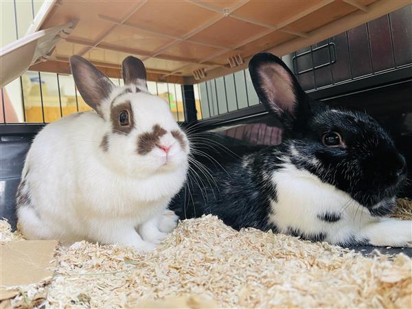 Rabbits 2021